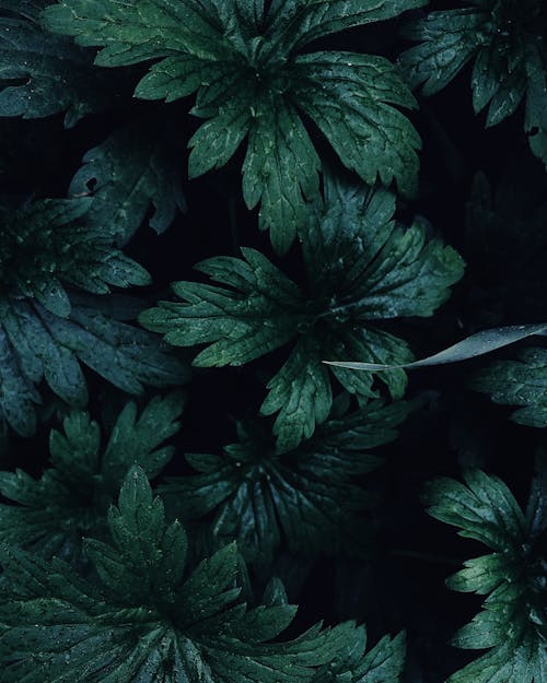 Overhead Shot of Wet Green Leaves