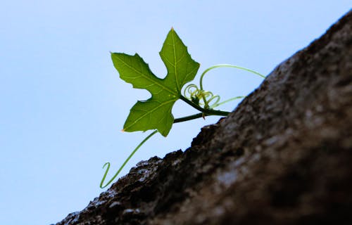 Green Leaf Plant Under Blue Sky at Daytime