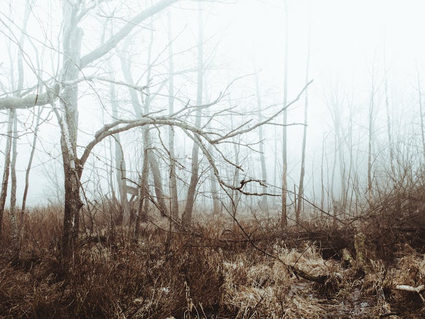 Free stock photo of fog, foggy, forest