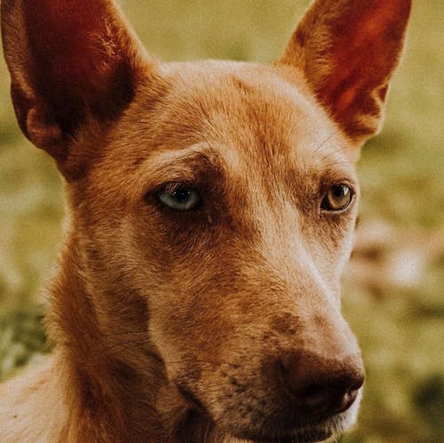 Fotobanka s bezplatnými fotkami na tému domáce zviera, pes, psovitá šelma