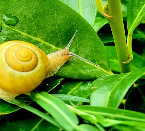 A Snail with a Shell on a Green Leaf