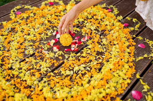 Person Holding Yellow Flower