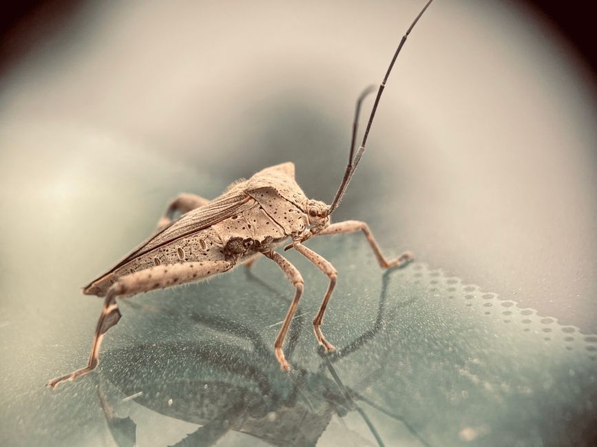 basement bug with lots of legs