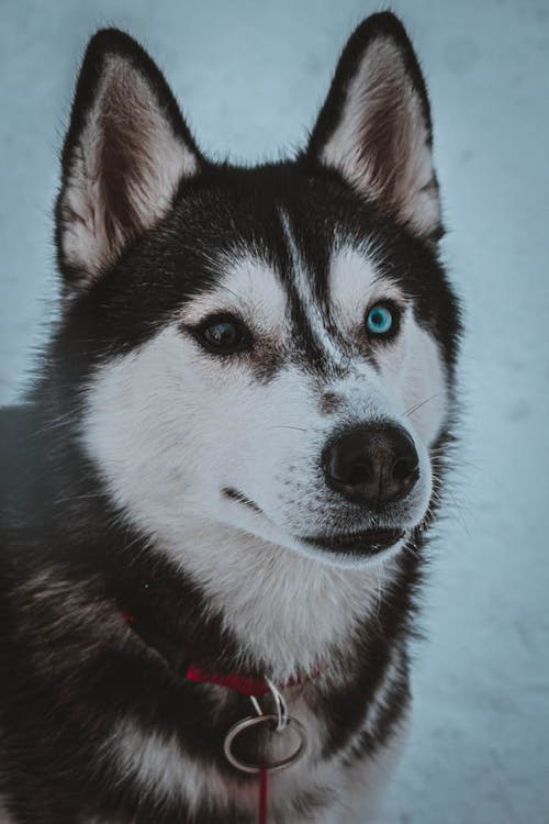 Free Close-Up Shot of a Siberian Husky With Heterochromia Stock Photo