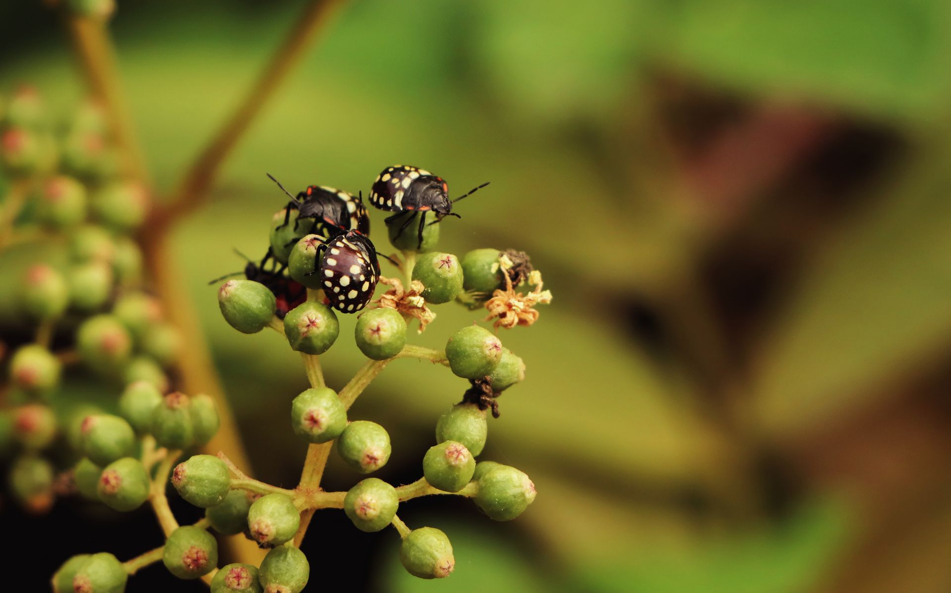 Close-Up Shot of Black Beetles on a Plant