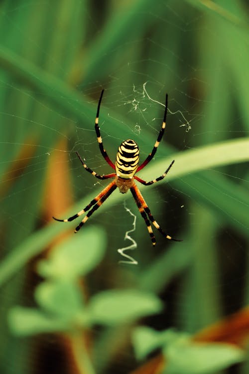 Web, 動物, 垂直拍攝 的 免費圖庫相片