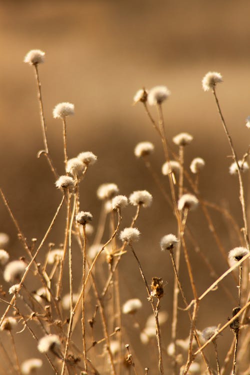チルトシフト, 咲く, 成長の無料の写真素材