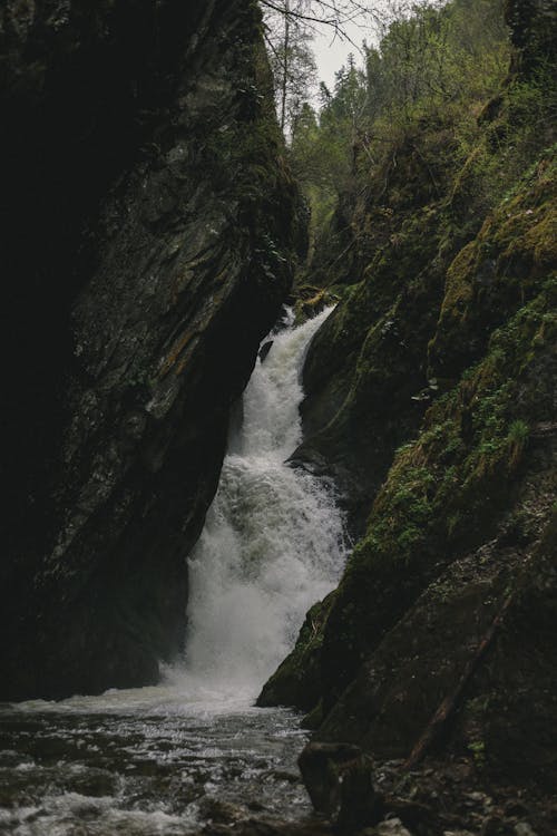 Základová fotografie zdarma na téma divoký, dřevo, hory