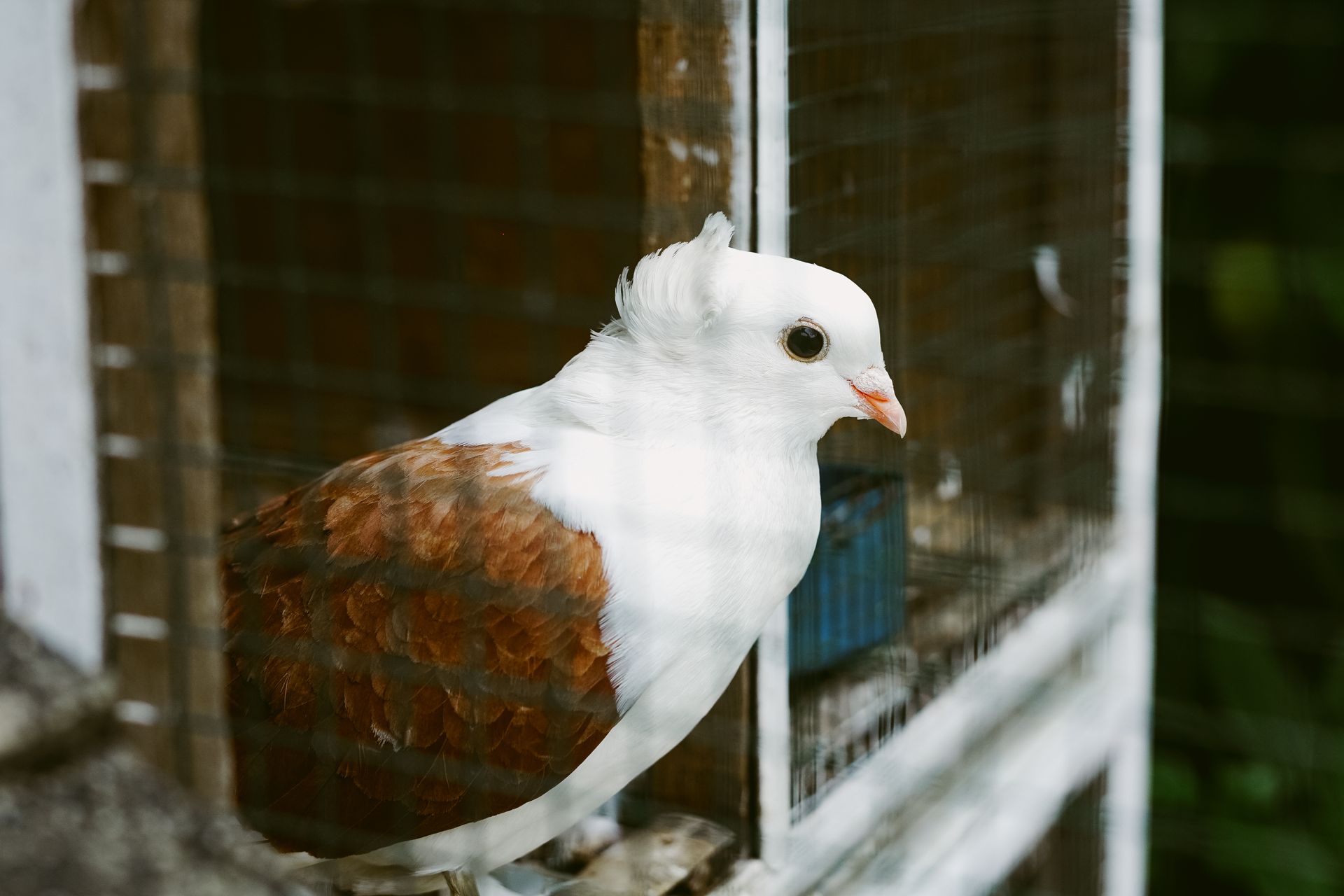 A detailed image of a pigeon perched in a cage in Bandung, Indonesia.