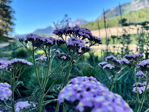 dağ, dağ çiçekleri, doğanın güzelliği içeren Ücretsiz stok fotoğraf