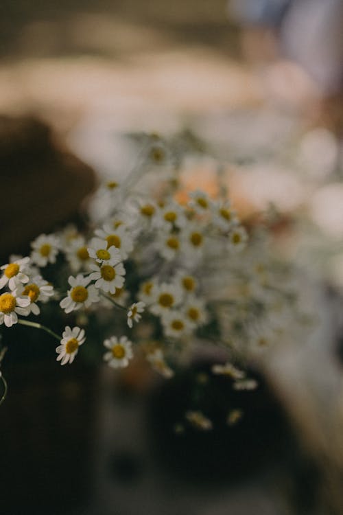 Blooming flowers of chamomile in vase in daylight