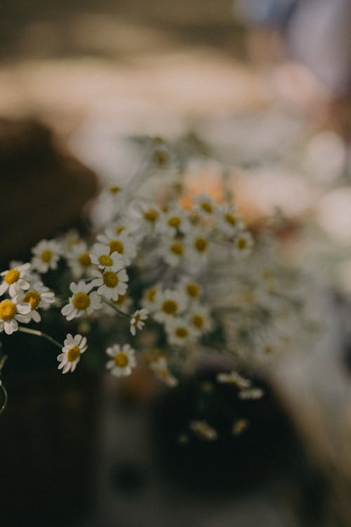 Hoa nhỏ với nụ bung tối màu/Tiny flowers with dark bud: Hình nền chứa đựng những bông hoa nhỏ với nụ bung tối màu này sẽ khiến bạn thích thú bởi vẻ đẹp độc đáo của chúng. Dù chỉ là những bông hoa nhỏ bé, nhưng chúng lại rất đáng yêu và thu hút. Hơn nữa, nụ bung tối màu tạo nên sự bí ẩn, tạo cảm giác mới lạ cho chủ nhân của điện thoại.