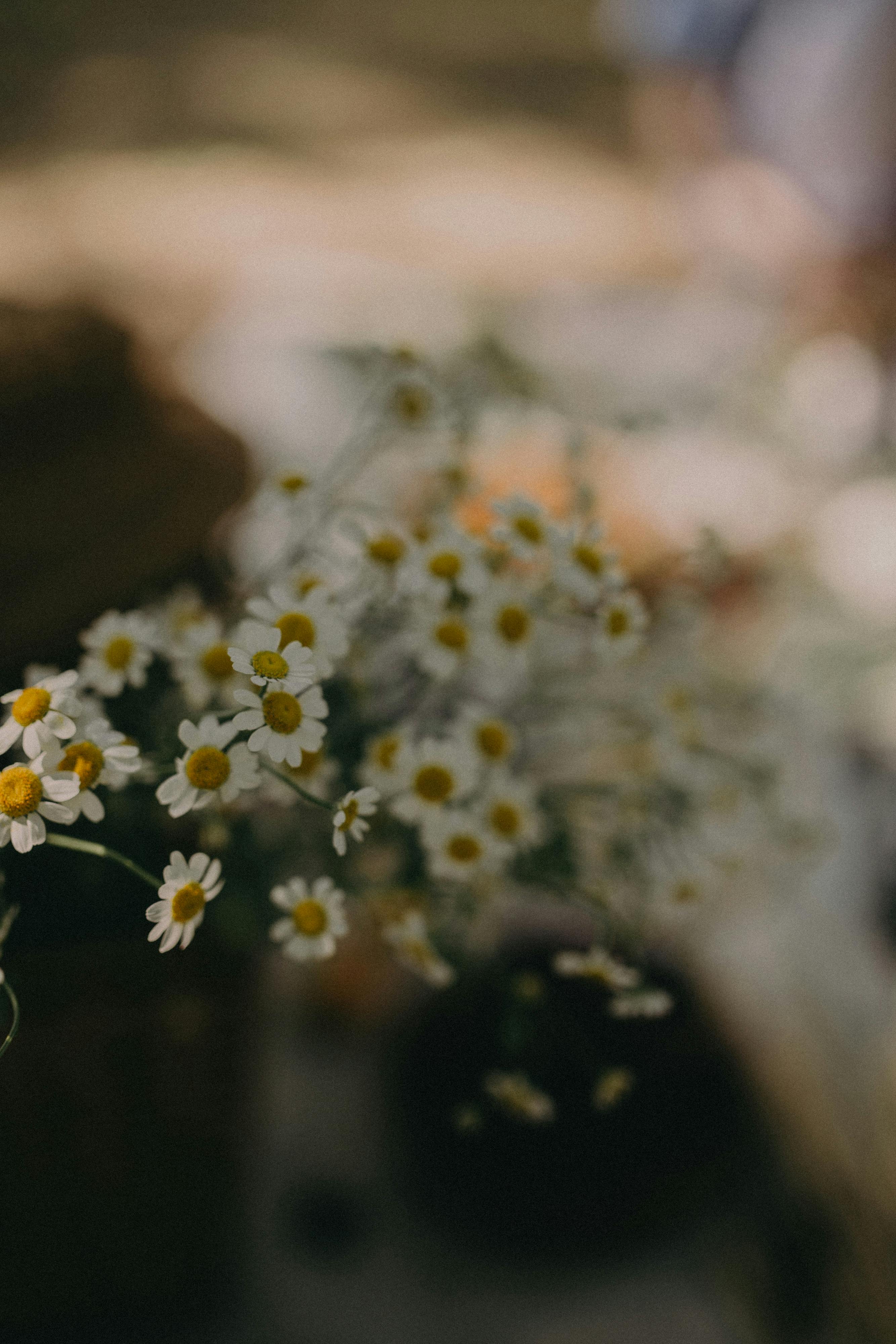 Hoa chamomile lộng lẫy và đẹp mê hồn đã trở thành nguồn cảm hứng cho rất nhiều tác phẩm sáng tạo. Chụp ngay một bức ảnh độc đáo về loài hoa này và sử dụng nó làm hình nền để tăng thêm vẻ đẹp cho điện thoại của bạn.