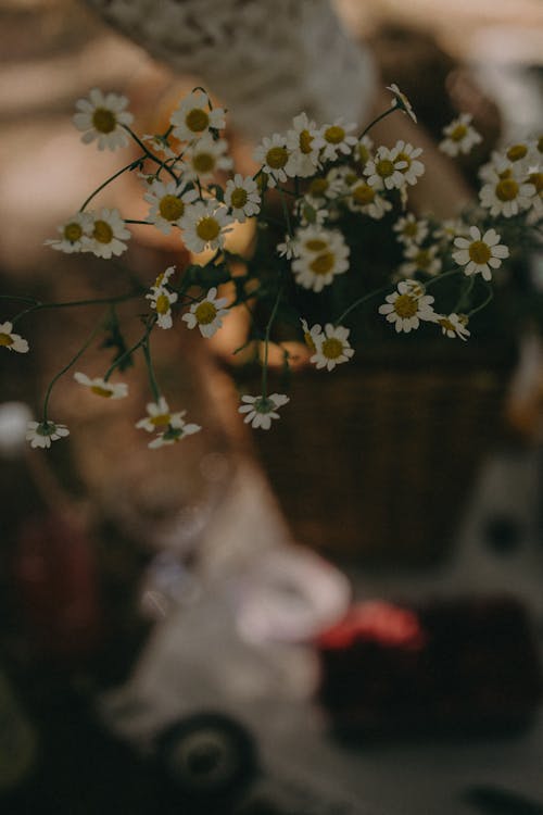 Blooming flowers of delicate field chamomile on wicker basket placed in picnic in summer day