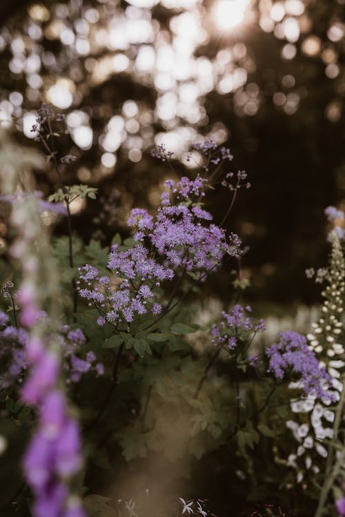 꽃 사진, 꽃이 피는, 꽃잎의 무료 스톡 사진