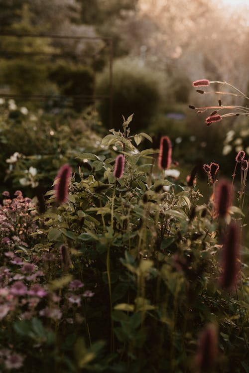 Foto stok gratis bersemangat, Daun-daun, fotografi bunga
