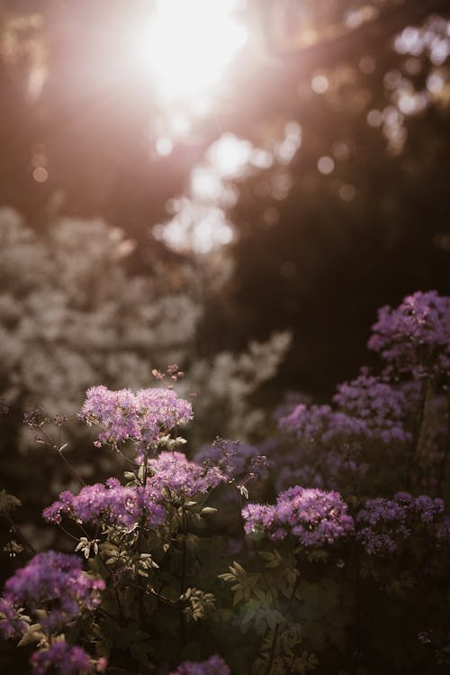 Foto stok gratis berbunga, bersemangat, fotografi bunga