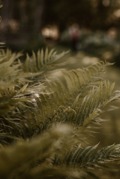 Kostnadsfri bild av botanisk, fernblad, natur