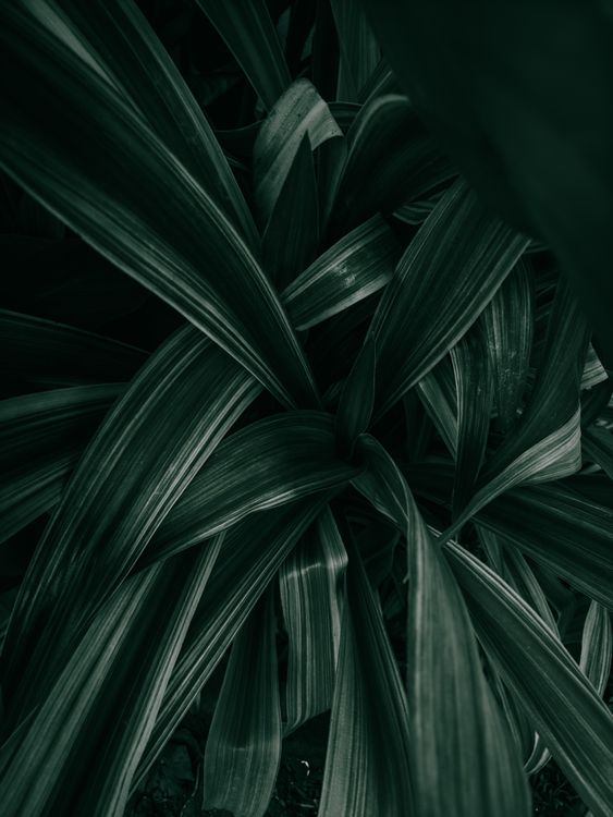 Green Leaf Plant in Close Up Photography · Free Stock Photo