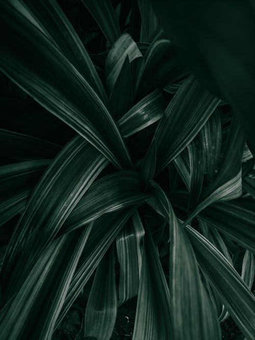 Free Close-up of dark green leaves with striking contrast and shadowing, ideal for wallpaper. Stock Photo
