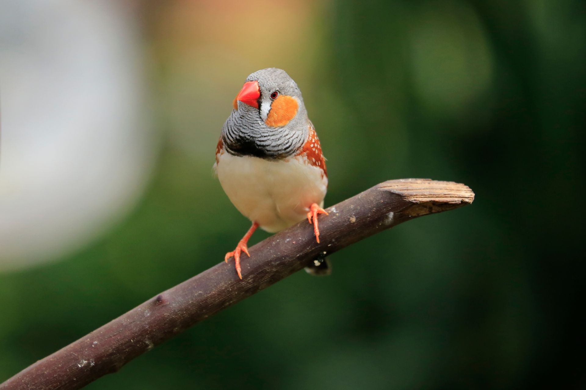 Close-up of an Australian zebra finch with vibrant plumage perched on a branch.
