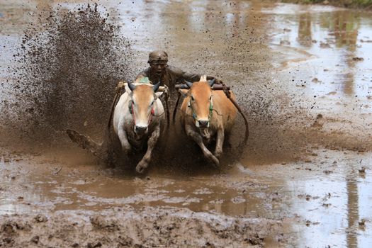Man Riding Harnessed Cows through Muddy River