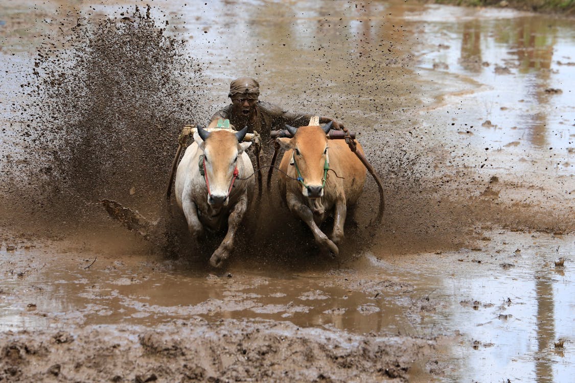 Buffaloes racing through muddy fields at the Makepung Lampit Festival in Bali, driven by a determined farmer amidst flying mud