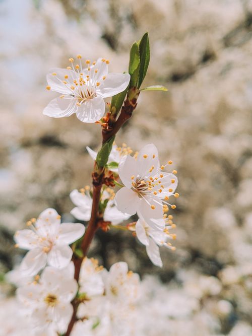 Free White plum blossoms in full bloom on a sunny spring day, showcasing freshness and growth. Stock Photo
