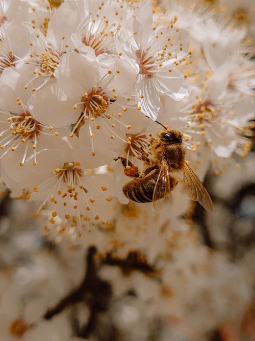 Free Close-up image of a bee pollinating cherry blossoms, capturing the essence of spring. Stock Photo