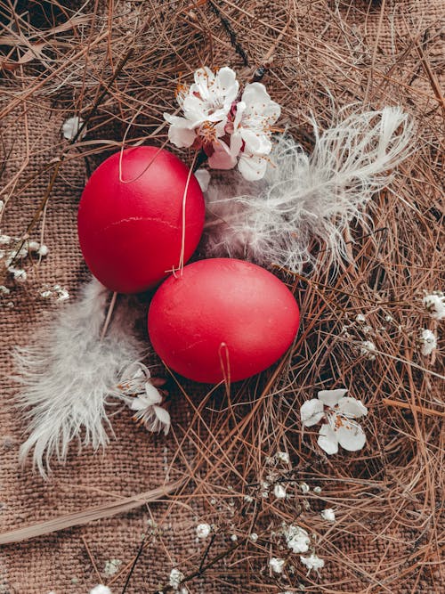 Red Eggs in a Nest