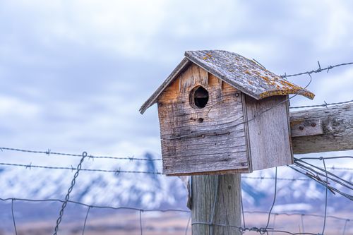 Free A close-up of a rustic wooden birdhouse on a barbed wire fence against a snowy mountain backdrop. Stock Photo