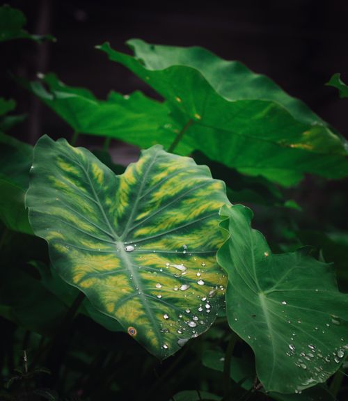 Free Vibrant taro leaves with water droplets captured outdoors, showcasing natural beauty. Stock Photo