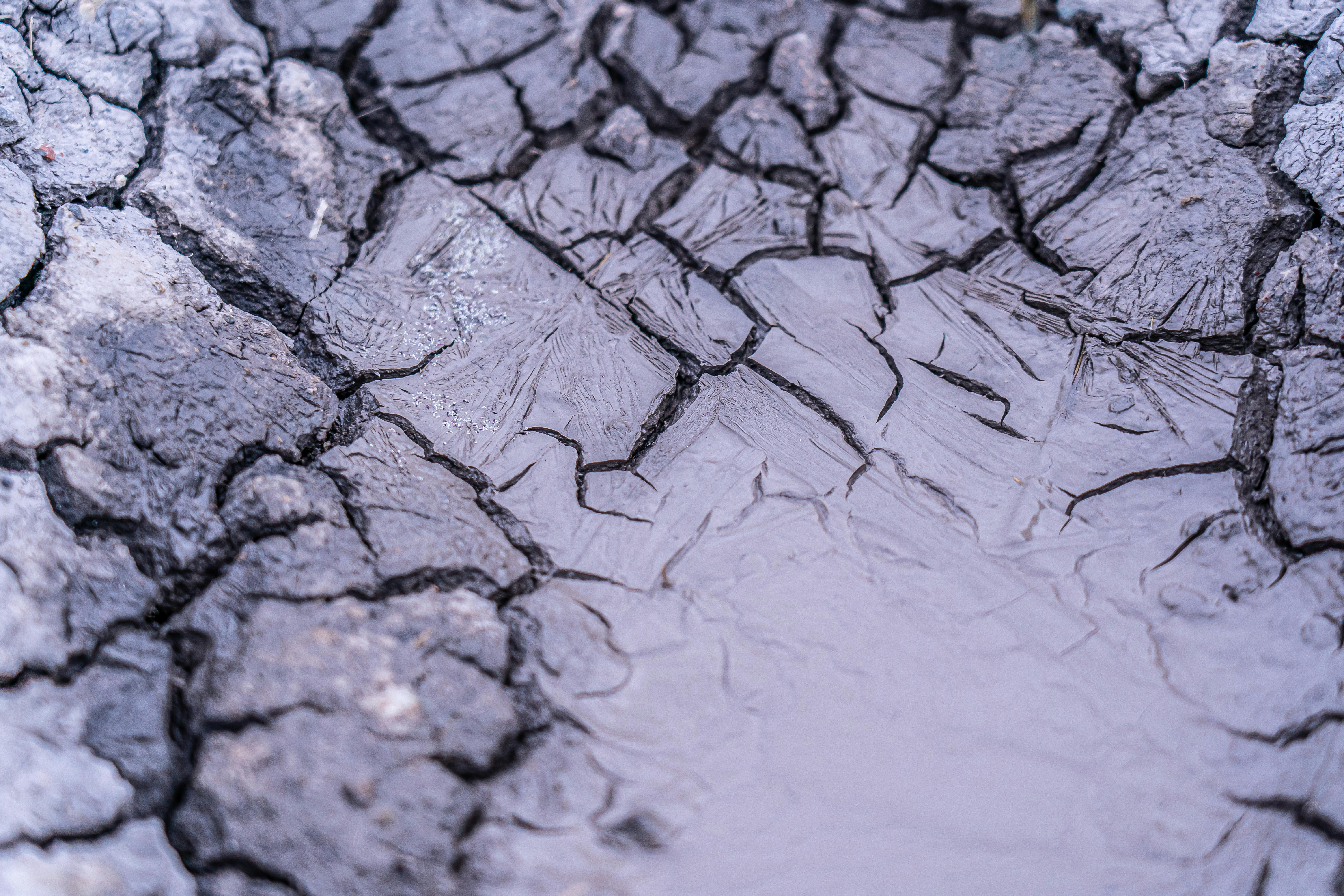 Can Weather Impact Your Dog’s Nose Moisture? Analyzing Environmental Effects