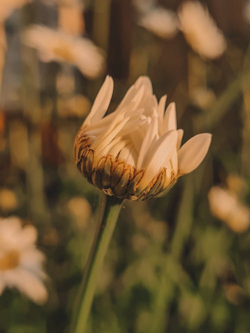 Photos gratuites de fermer, fleur blanche, fleurir