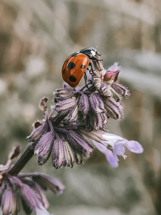 Red and Black Ladybug Perched on Purple Flower in Close Up Photography