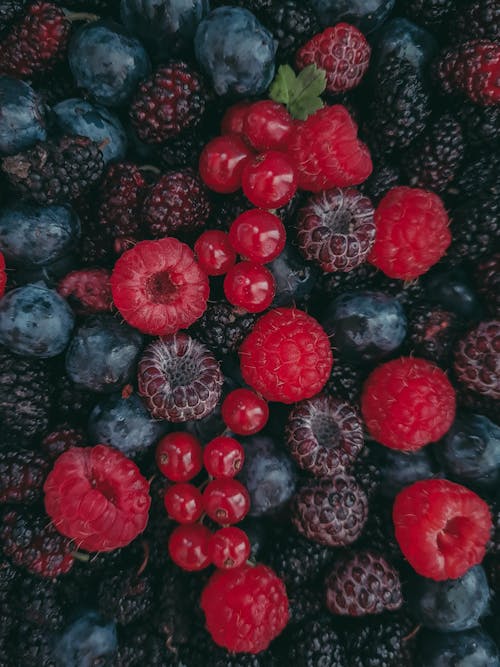 Základová fotografie zdarma na téma borůvky, detail, halda