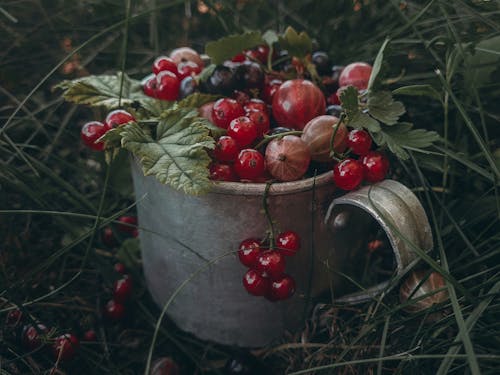 Red Currants in Gray Bucket