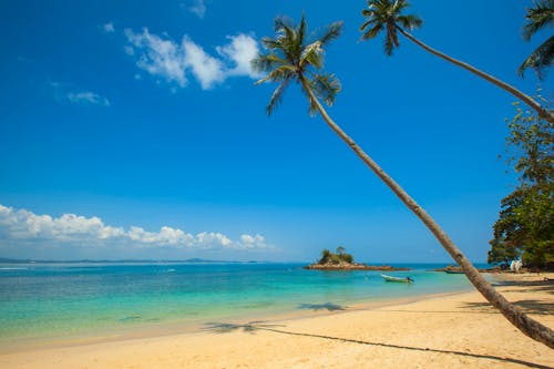 白天在海濱下藍色平靜的天空下的綠色椰子棕櫚