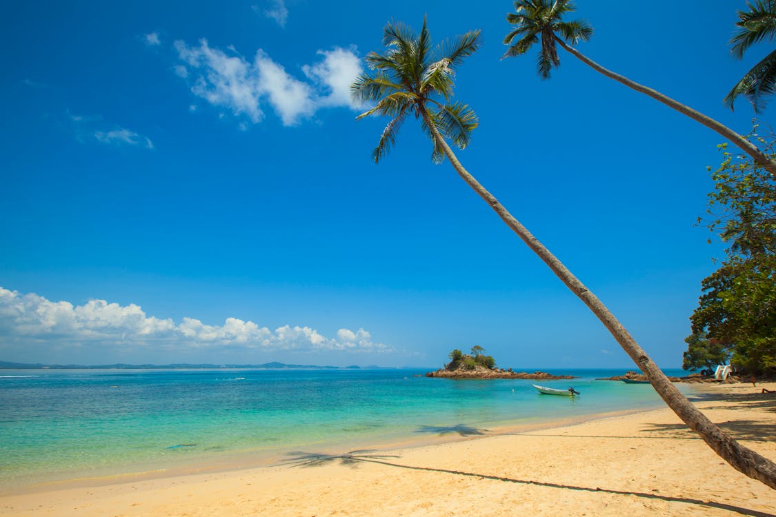 Gratis Palma Da Cocco Verde Accanto Alla Spiaggia Sotto Il Cielo Blu Calmo Durante Il Giorno Foto a disposizione