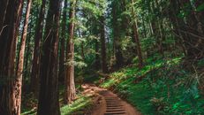 Brown Pathway Between Green Trees
