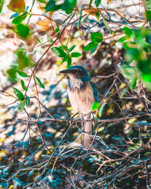 Free Close-up of a scrub jay perched among green leaves and branches outdoors. Stock Photo