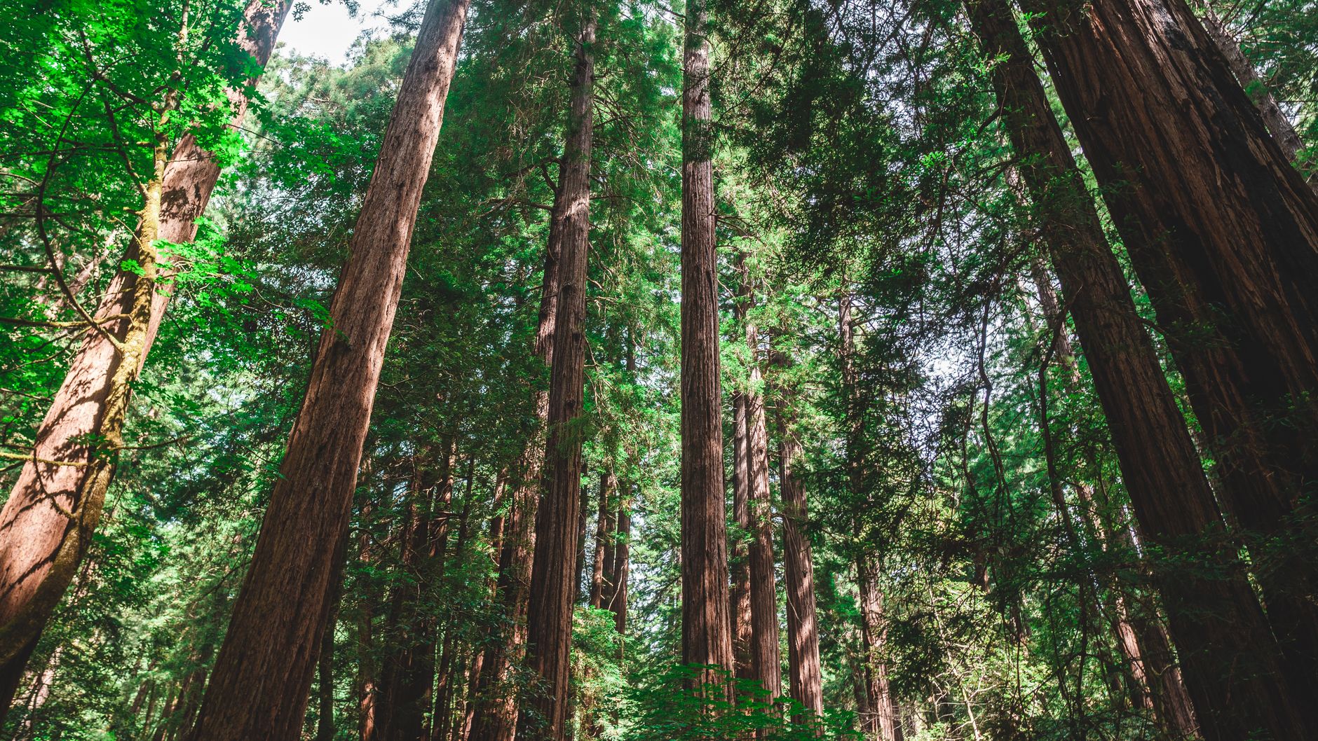 Redwoods Forest