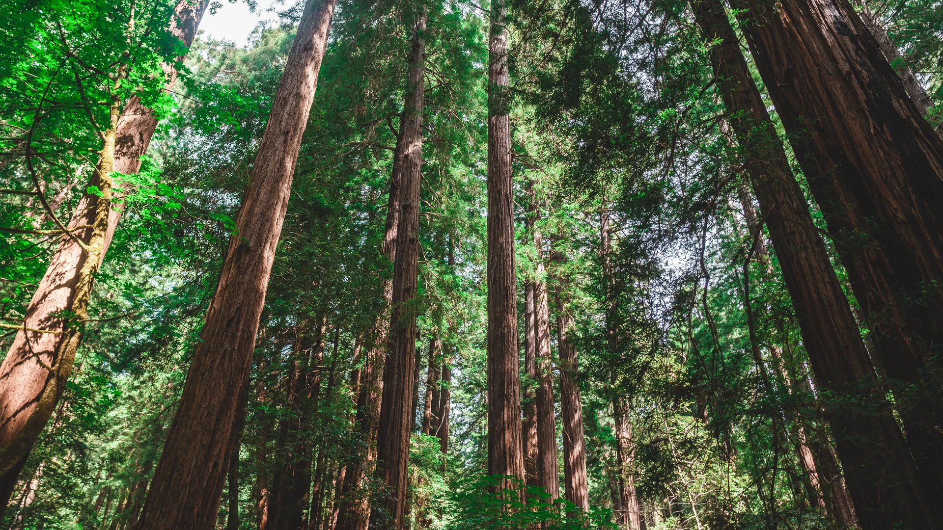 Tall redwood trees reaching skyward in a serene forest setting. Tall redwood trees reaching skyward in a serene forest setting.