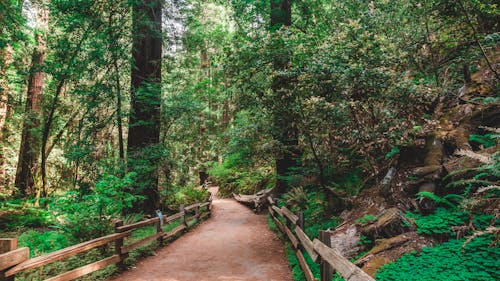 Path in Forest