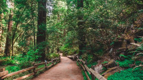 Free Captivating forest pathway surrounded by lush trees and vibrant vegetation. Stock Photo