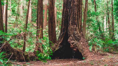 Free Vibrant redwood forest showcasing ancient, large tree trunks under sunlight. Stock Photo