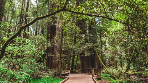 Free A tranquil boardwalk path amidst towering trees in a lush, green forest setting. Stock Photo
