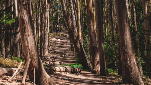 Free A serene forest trail with tall trees and a sunlit dirt path winding through the woods. Stock Photo
