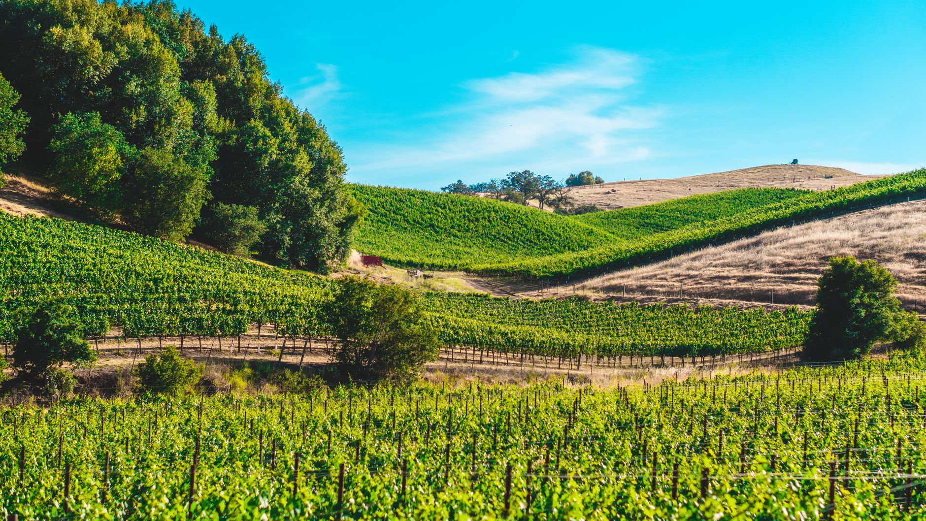 Wine Farm Visit in Limburg