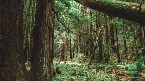 Free Explore the tranquil beauty of a lush redwood forest with towering trees and vibrant greenery. Stock Photo